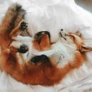 행복한여우