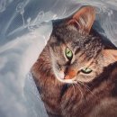 연수동물메디컬센터 이미지