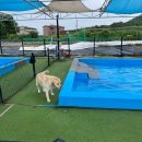 장군멍군식당 | < 용인 노리개 운동장 > 반려견 대형 수영장 있는 강아지 놀이터 : 대형견 목욕 가능한 곳! 입장료