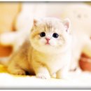 강남고양이분양 호야캣 이미지