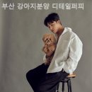 부산 강아지분양 디테일퍼피 이미지