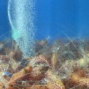 천금 | 울릉도 독도새우 맛집 추천! 천금수산 솔직 후기