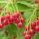 단풍나무 농장 이미지