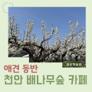 배나무숲 | 천안 애견동반카페 배나무숲 야외 후기