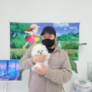 스타메디컬프라자 | 양주포메라니안분양 후기 멍냥스타에 다녀왔어요 (1796)