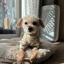 다니엘 동물병원 | 강아지용품, 강아지영양제 내돈내산 후기 | 멍집사 22년차 추천 소비리스트