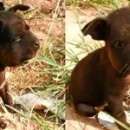 똥강아지 이미지