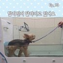 (주)탑인 | 강아지 수중트레드밀 후기 ㅣ 탑라인이 달라지고 있어요