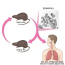 한타 virus 이미지