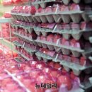 양심농장 이미지