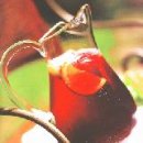 샹그리아 이미지