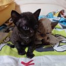 난니꼬양 이미지