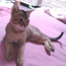 경복초등학교 이미지