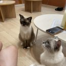 고양이 주택 이미지