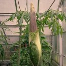 세계에서 가장 큰 꽃- 시체꽃(corpse flower) 이미지