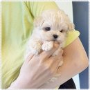 퍼피로그 강아지분양 창원점 | 퍼피로그 강아지분양 창원점 프리미엄 맞춤상담 안심분양시스템