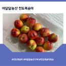 천도복숭아 1kg 아달달농산 천도복숭아 후기