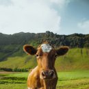 금송아지목장 이미지