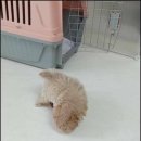 더반려강아지분양고양이분양잠실