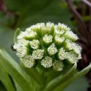 새순약국 이미지