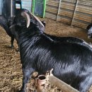 다두농장 이미지