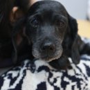 펫 동물병원 이미지