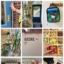 아쿠네 AKUNE