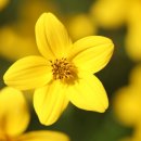 직업상담사 2급 필기 (1과목 - 직업상담학) 이미지