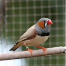 --금화조(Zebra Finch) 이미지