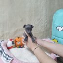 고려애견샵 이미지