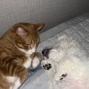 당근Story 이미지