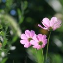 달빛마을 이미지