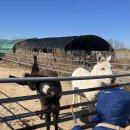 주남농장 | 부산근교 경남 창원 아이와 가기좋은 딸기따기 오감 체험농장 주남농부더하기