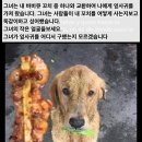 꼬치가