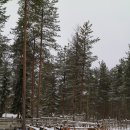핀란드 라플란드에서 오로라와 스노우모빌 여행 2 - 레비(Levi) 이미지