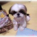 내사랑똥강아지 이미지