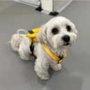 강아지유치원왕왕 이미지