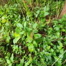 9월 중순에 핀 장산야생화 이미지