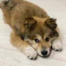 신발신은 강아지 이미지