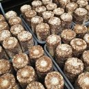 김미자농장 이미지