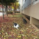 고양이정원 이미지