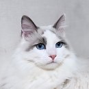 10월23일 그날의세계사 펠레 ( 별책부록 : 동하 태클 ) 이미지