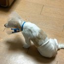 양지동물병원 이미지