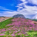 25년5월31~6월1일 한라산 윗세오름 남벽 철쭉번개산행 이미지