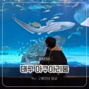 흥부대박길 조성 조 | 대구 가볼만한곳 날씨 걱정 없는 실내 데이트 인어쇼 공연 '대구아쿠아리움'