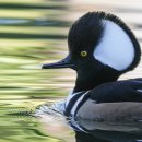 흰머리 비오리 (Hooded Merganger) 이미지