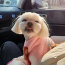 윌리하니 그루밍 이미지