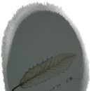 상수리 이미지