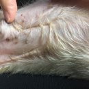 말티와 꼬꼬 이미지