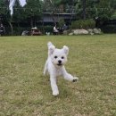 김포도그 이미지